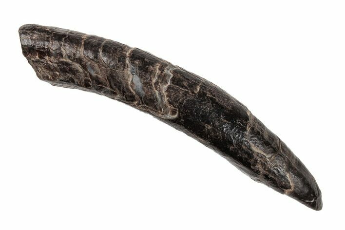 Fossil Pygmy Sperm Whale (Kogiopsis) Tooth - South Carolina #204273